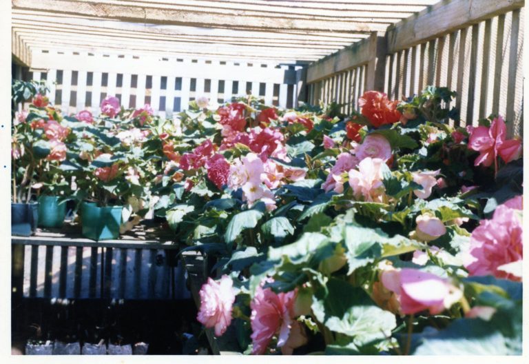 Growing plants helps our environment